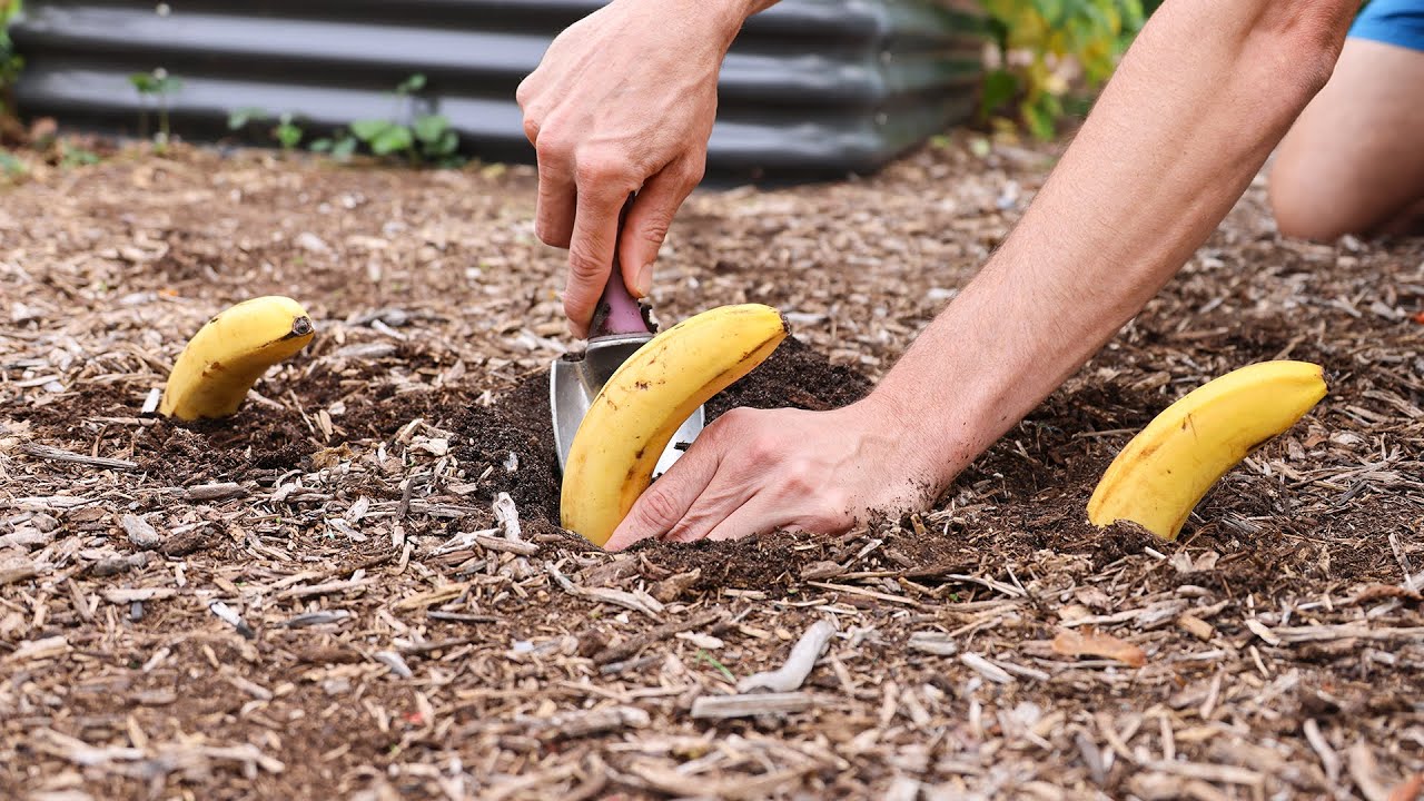 Put Bananas In Your Garden And See What Happens!