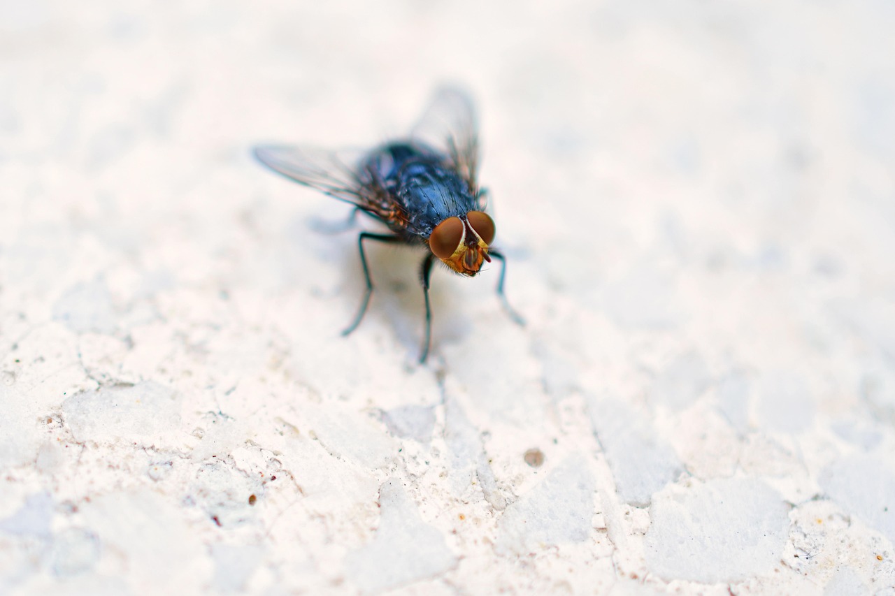 Here’s the Clever Trick to Keep Flies Out of Your Home