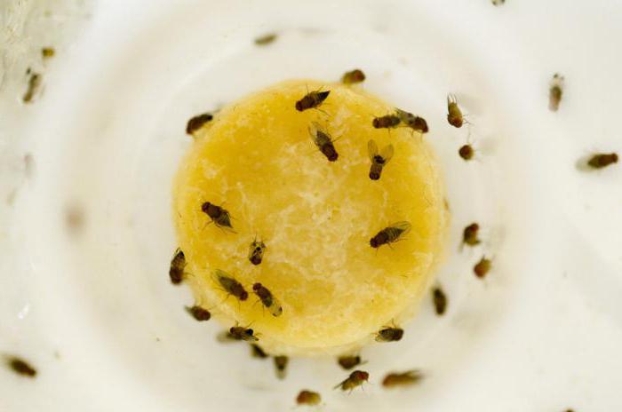 Do you suffer from fruit flies? You already have the solution at home!