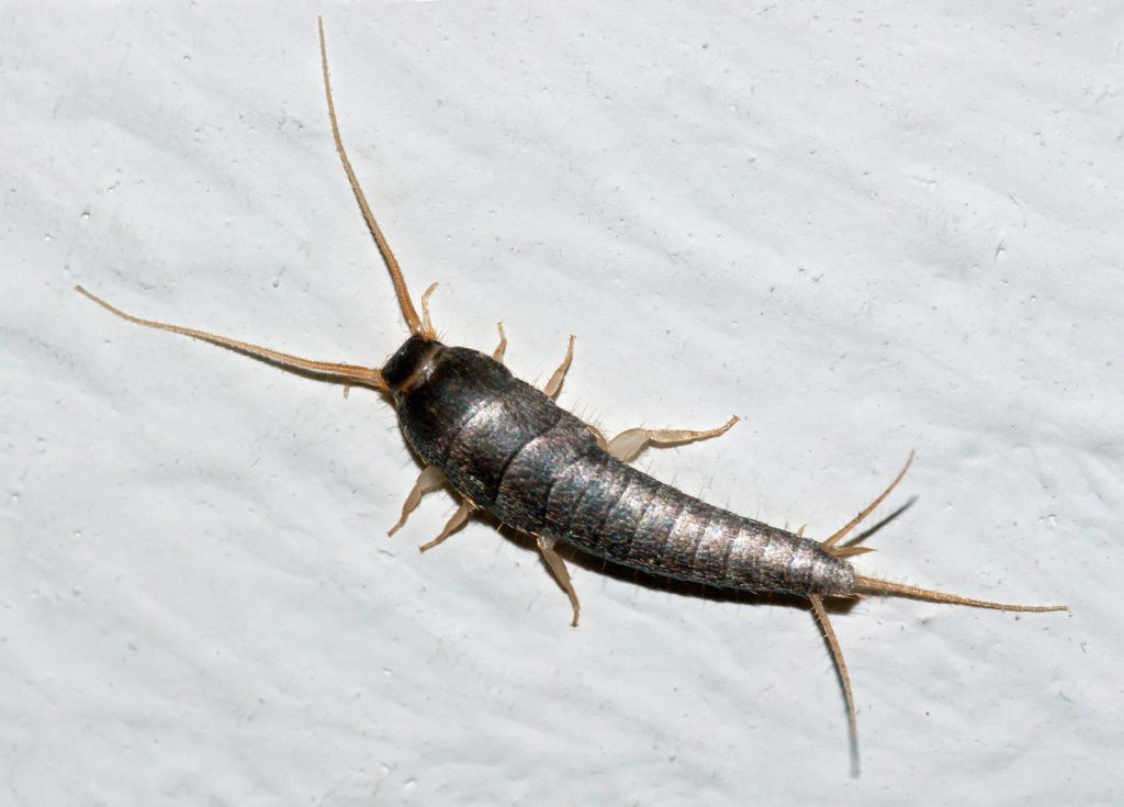 Do you have silverfish in your home? With these simple tricks you can easily get rid of them