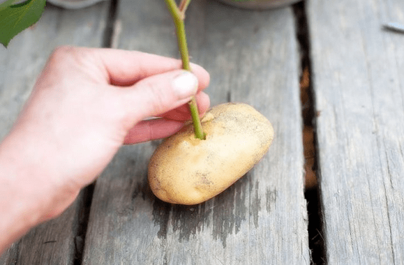 Stick a stem from a rose in a potato. What happens is unbelievable!