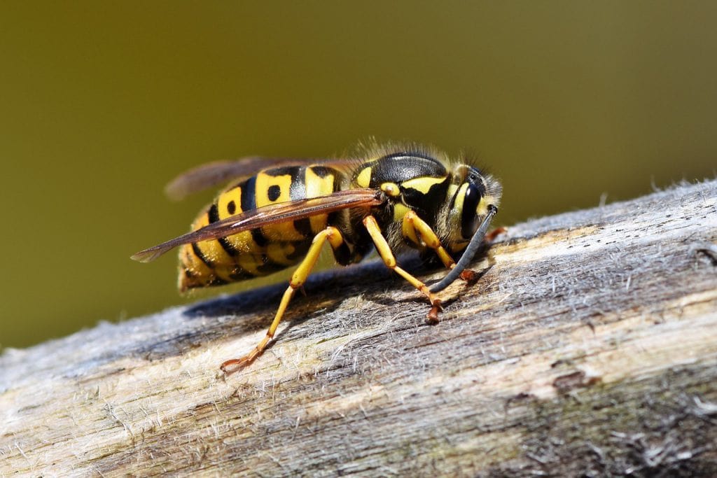 This simple trick really keeps wasps at bay!
