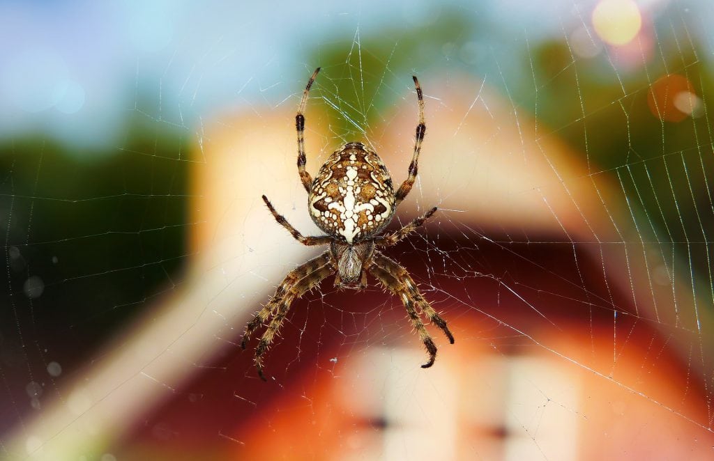 This simple hack will make sure you never see a spider in your home again